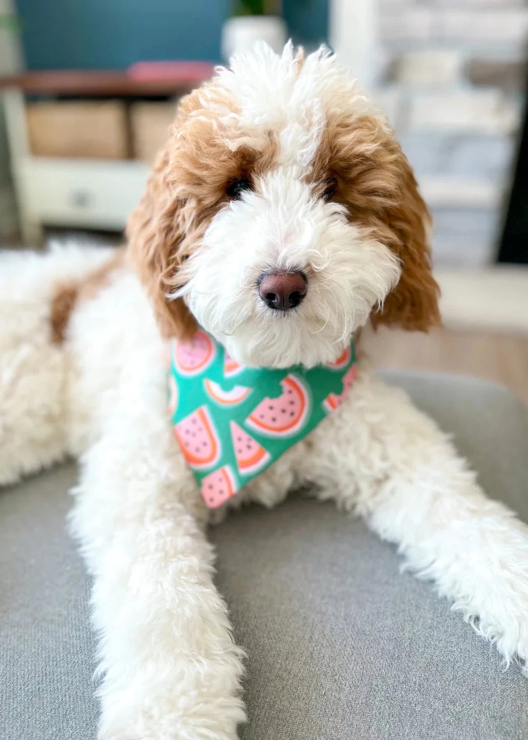 Watermelon Dog Bandana